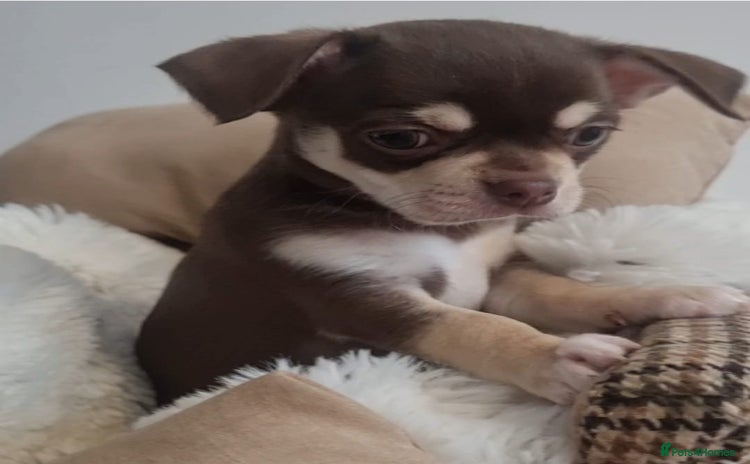 Chihuahua dogs - Advert 2