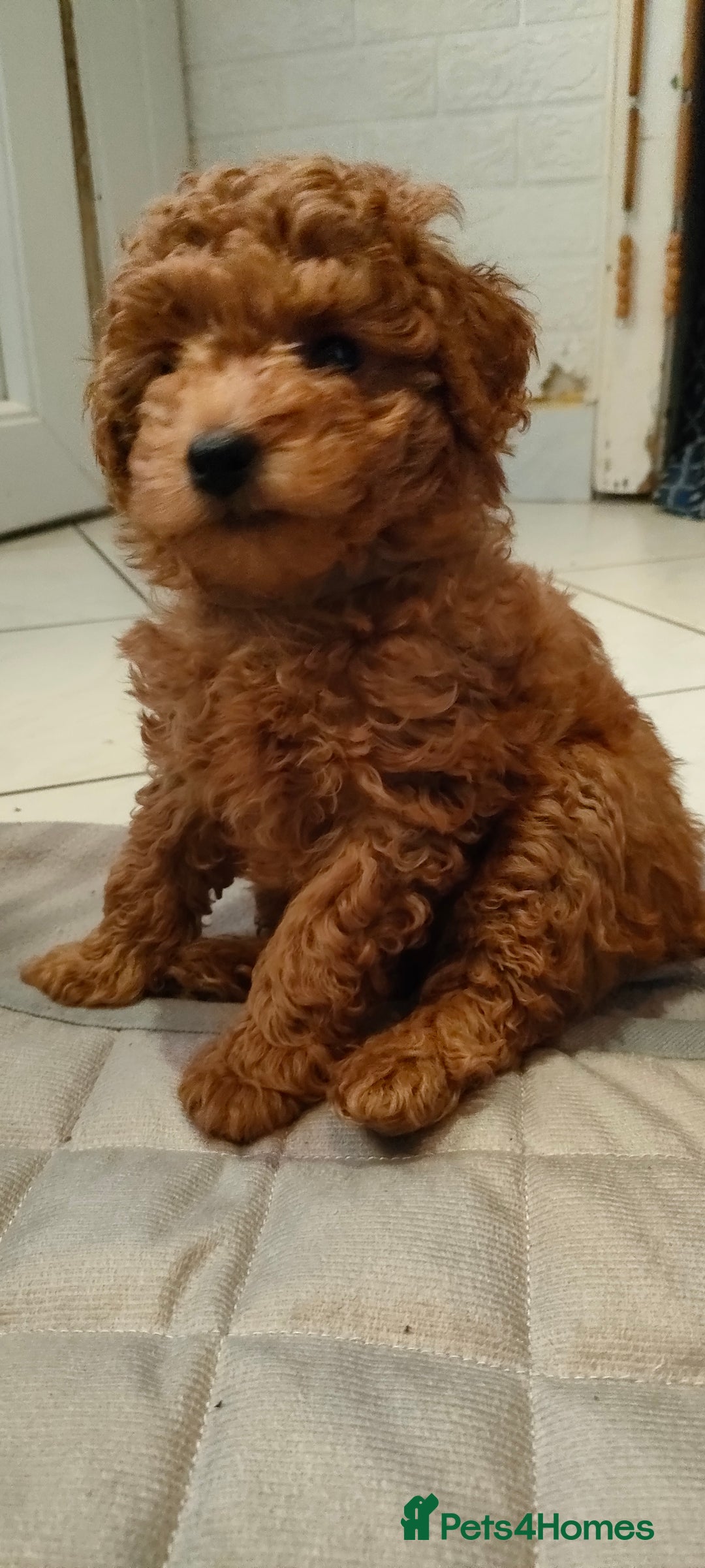 Miniature Poodle dogs for sale: ✨ Miniature Poodle Puppies for Reservation! ✨   - Advert 7