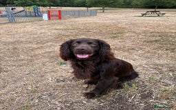 Cocker Spaniel dogs for sale: Well bred KC working cockers  - Image 11