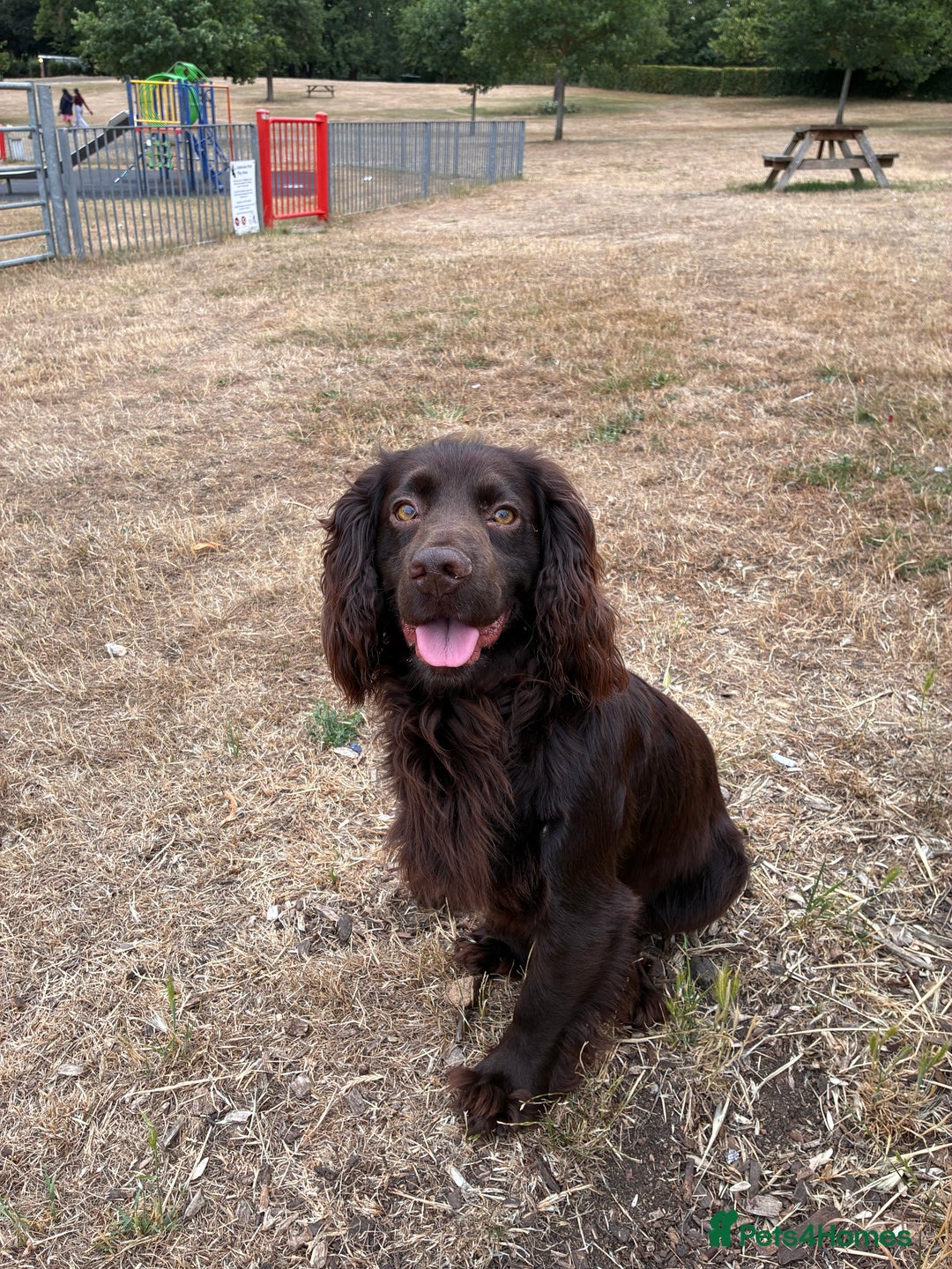 Cocker Spaniel dogs for sale: Well bred KC working cockers  - Image 11