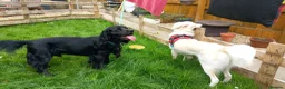 Sprocker dogs for stud: Outstanding Black Sprocker Spaniel for Stud in Yeovil - Advert 15