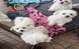 Bichon Frise dogs for sale: Pure bichon frise puppies  - Image 9