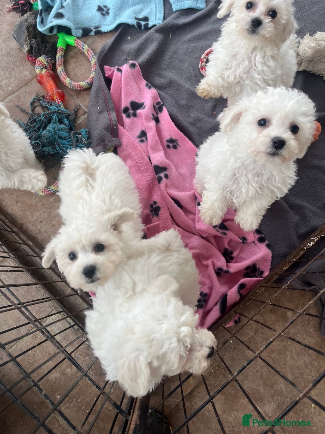 Bichon Frise dogs for sale: Pure bichon frise puppies  - Image 9
