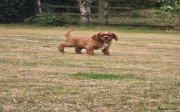 Cavalier King Charles Spaniel dogs for sale: ALL RESERVED in Shrewsbury - Image 4