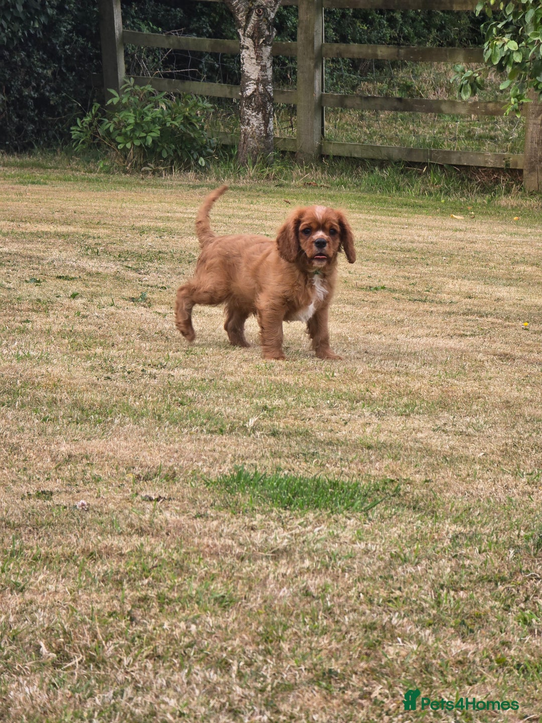 Cavalier King Charles Spaniel dogs for sale: ALL RESERVED in Shrewsbury - Image 4