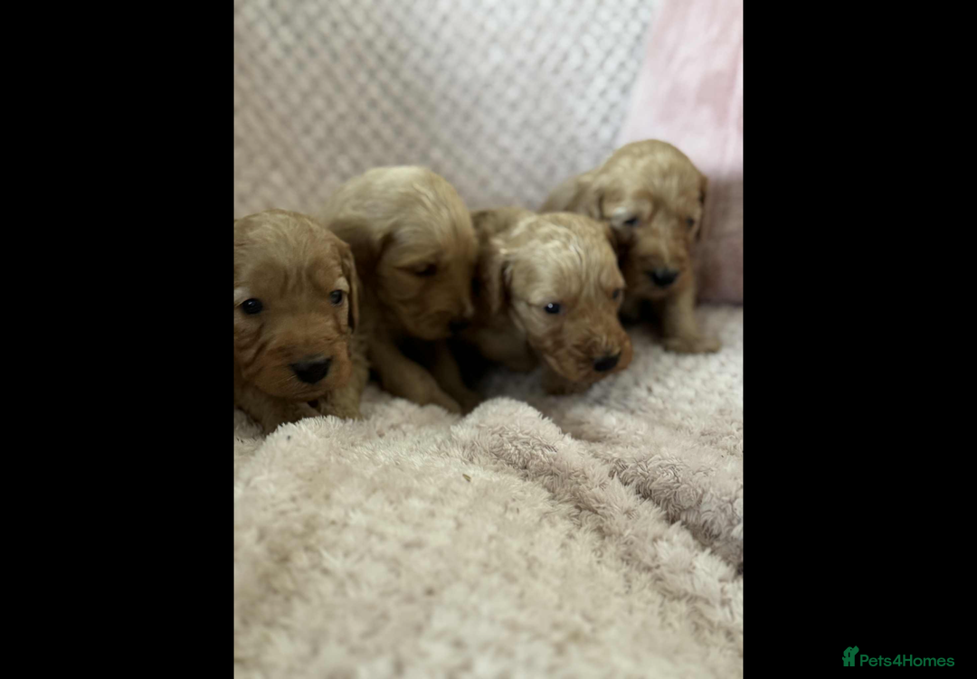 Cockapoo dogs for sale: COCKERPOO QUALITY HEALTH TESTED PUPPIES - Advert 6