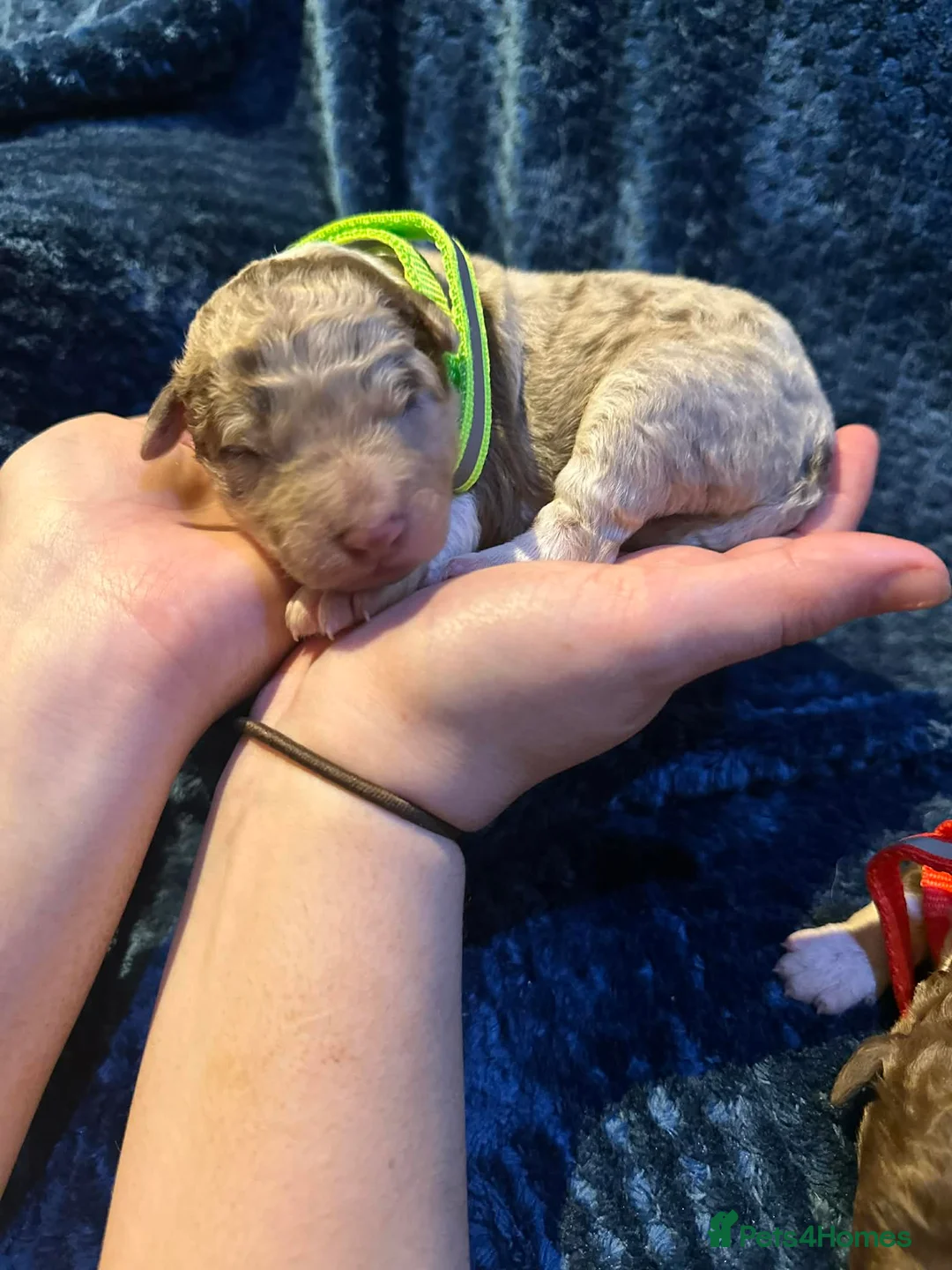 Bordoodle dogs for sale: Bordoodle boys and girls  - Advert 2