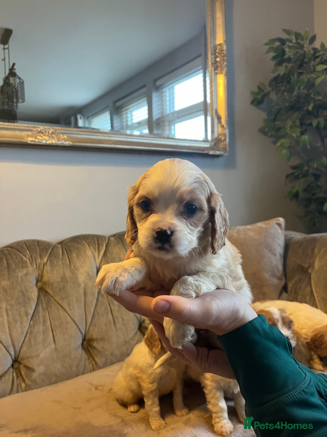 Cavachon dogs for sale: Cavachon puppies  - Advert 4