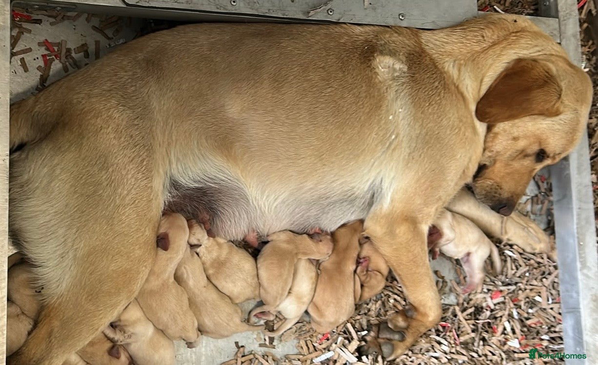 Labrador Retriever dogs KC Registered Puppies from Health Checked Parents  - Advert 1