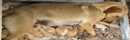 Labrador Retriever dogs for sale: KC Registered Puppies from Health Checked Parents  - Advert 1