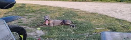 Whippet dogs for stud: KC Whippet for stud - Advert 15