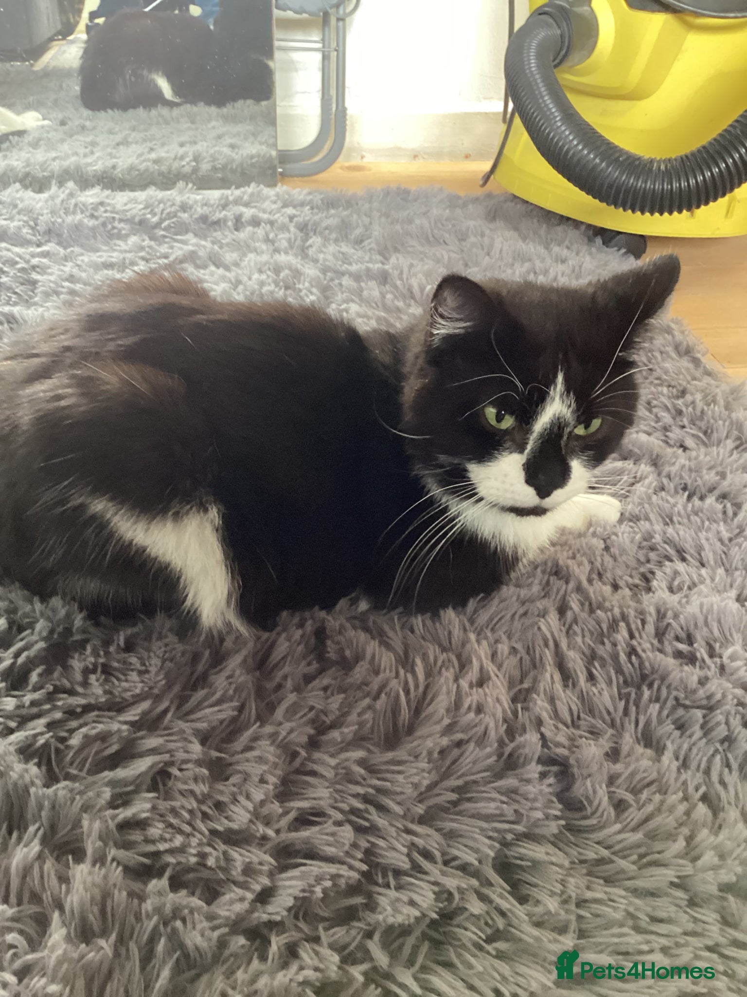 Mixed Breed cats Meet Meela - Advert 1