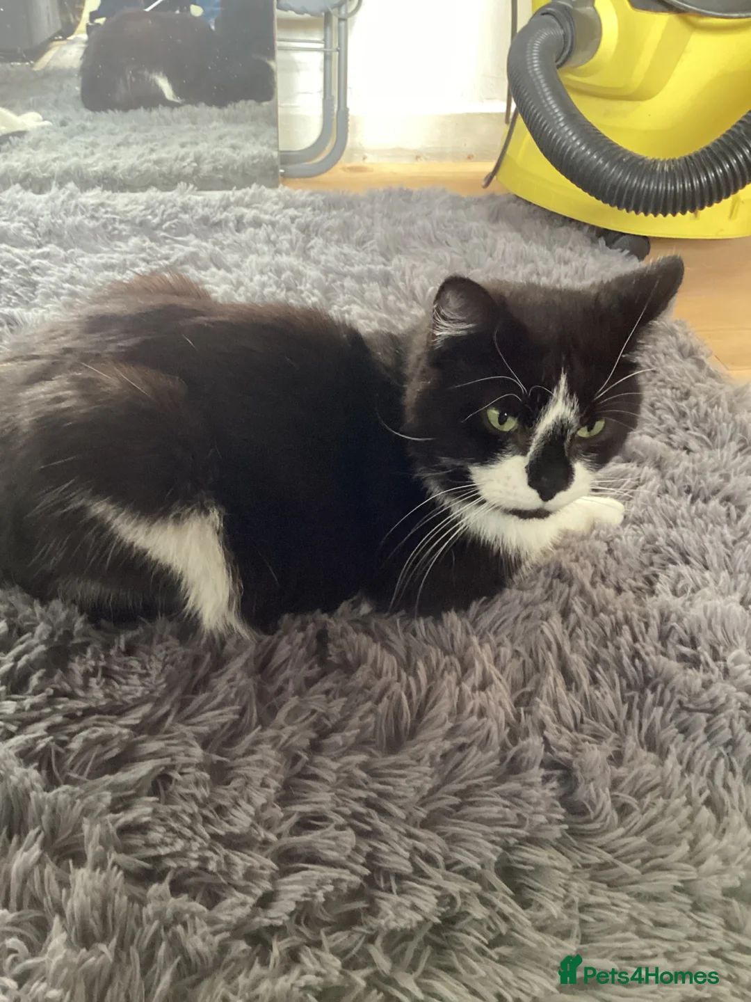 Mixed Breed cats for sale: Meet Meela - Advert 1