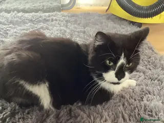 Mixed Breed cats Meet Meela - Advert 1