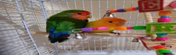 Lovebirds birds for sale: Gorgeous Cute Pair of lovebirds  - Advert 1