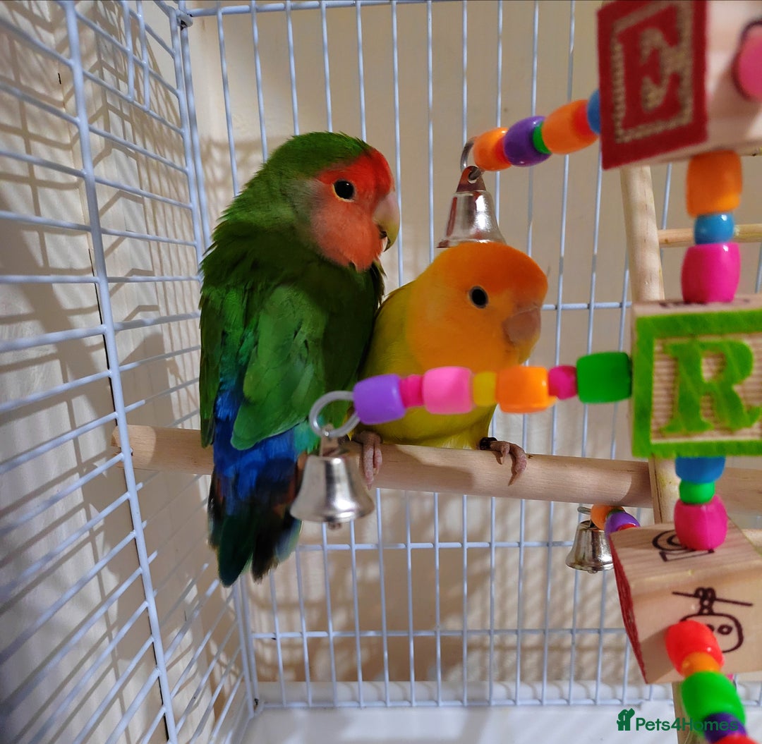 Lovebirds birds for sale: Gorgeous Cute Pair of lovebirds  - Advert 1