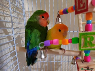 Lovebirds birds Gorgeous Cute Pair of lovebirds - Advert 2