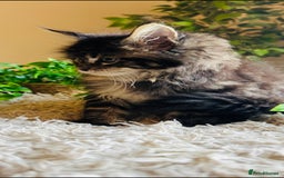 Maine Coon cats for sale: Beautiful GCCF Maine Coon kittens - Advert 28
