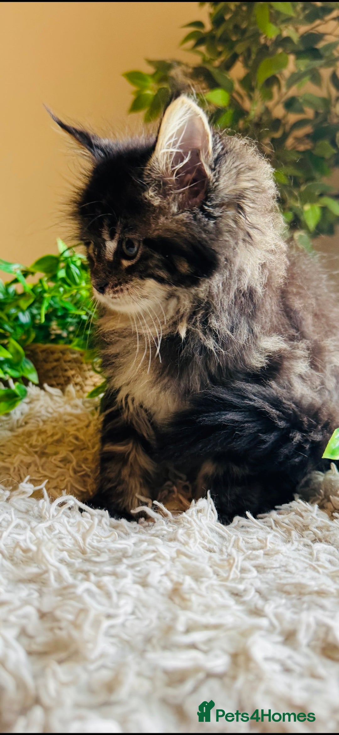 Maine Coon cats for sale: Beautiful GCCF Maine Coon kittens - Advert 28
