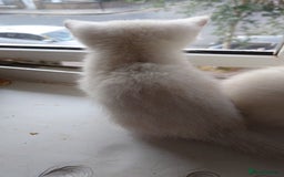 British Shorthair cats for sale: British Short Hair BSH kittens - Image 8