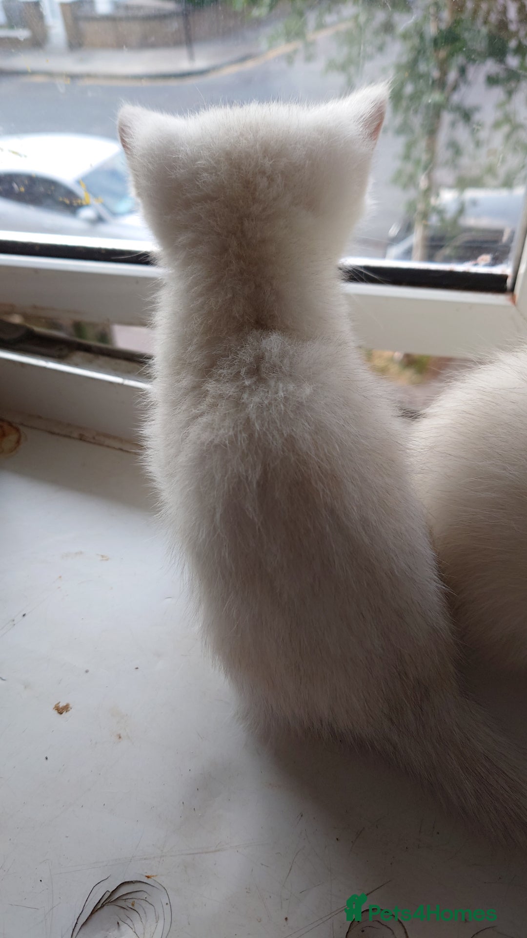 British Shorthair cats for sale: British Short Hair BSH kittens - Image 8