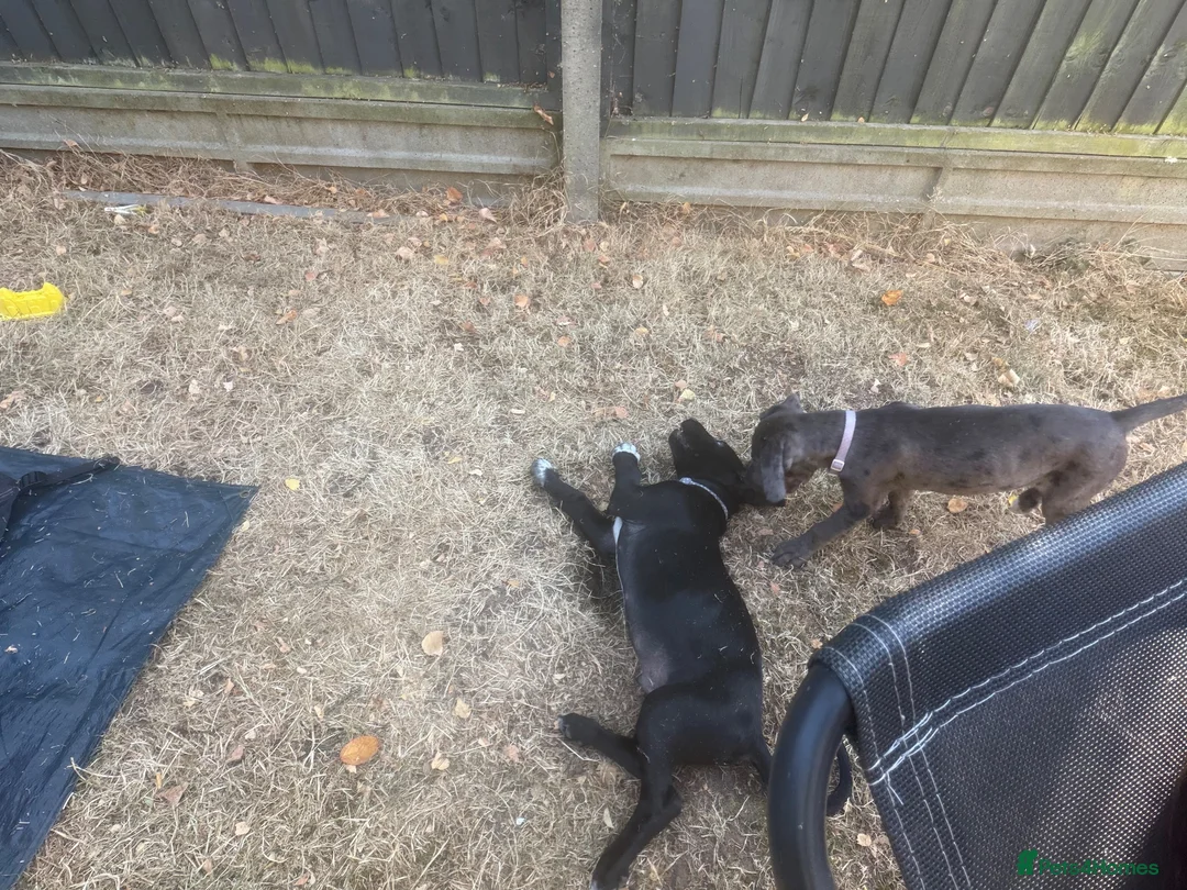 Mixed Breed dogs for sale: Beautiful boy moose - Advert 2