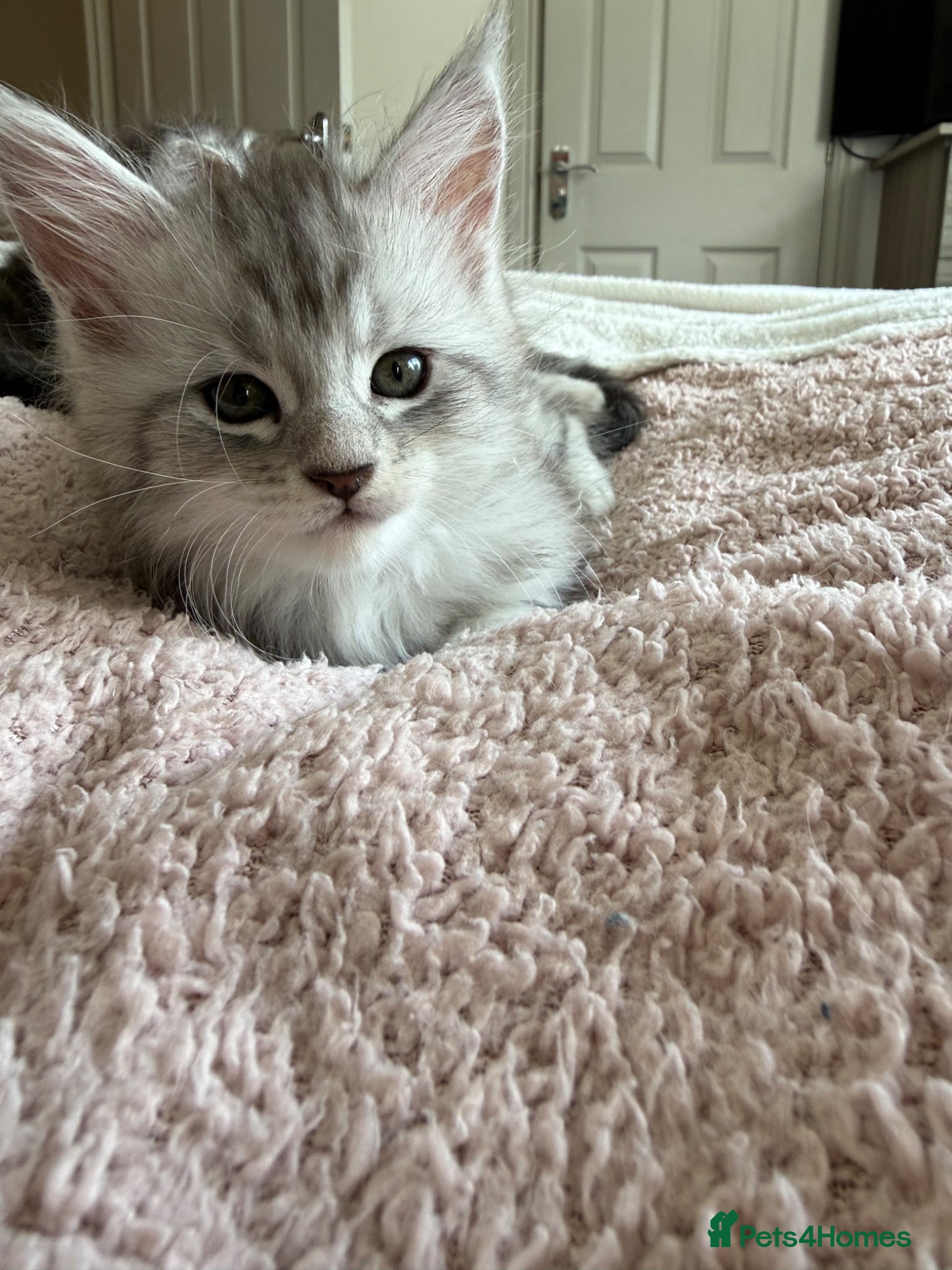 Maine Coon cats Silver Maine Coons ready to leave  - Advert 7