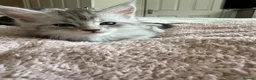 Maine Coon cats for sale: Last Beautiful Maine Coon Kitten Ready Now 🐾 - Advert 31