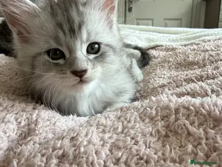 Maine Coon cats Silver Maine Coons ready to leave - Advert 7