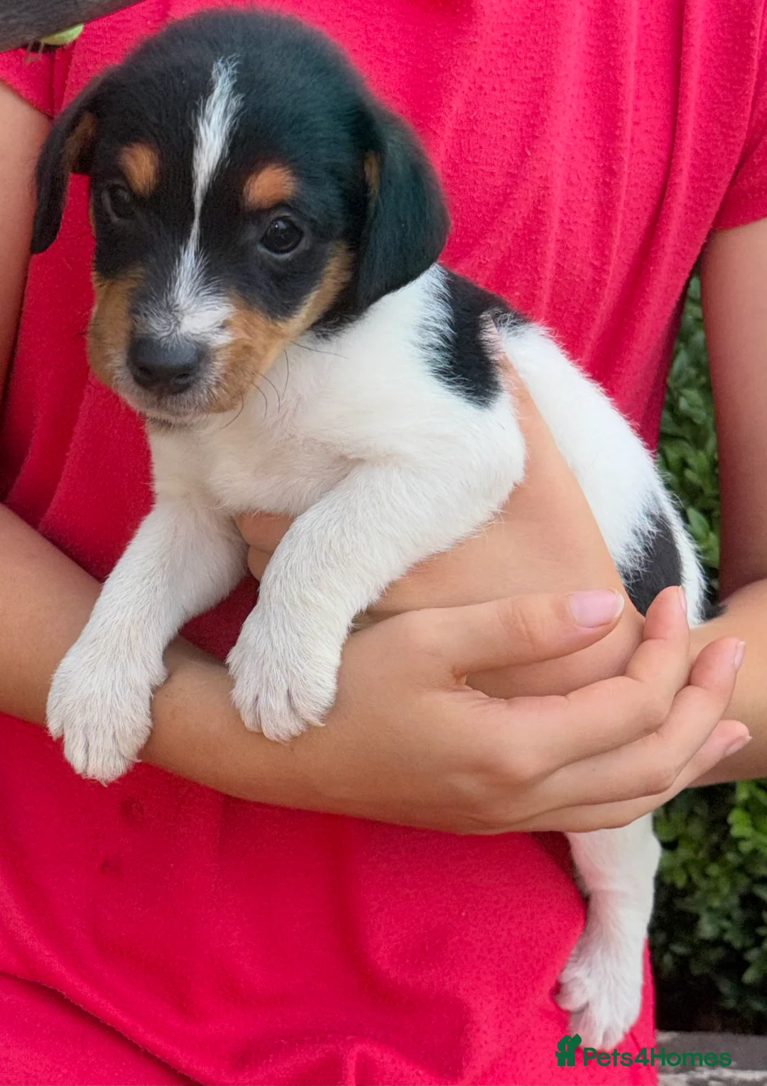 Jack Russell dogs for sale: Jack Russell puppies  in Swanley - Advert 2