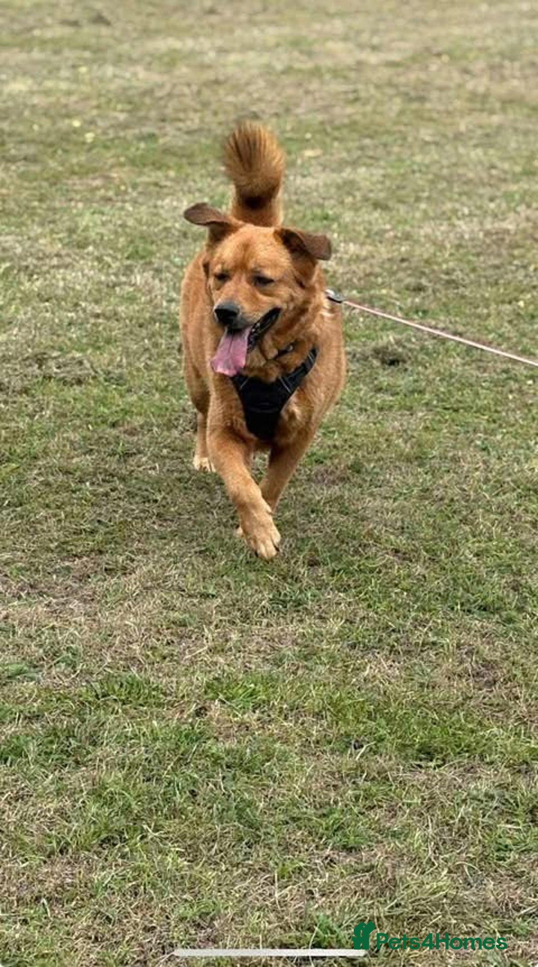 Mixed Breed dogs for adoption: Rescue boy Mason is looking for his forever home  - Advert 5