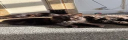 Mixed Breed cats for sale: kittens ready to be loved  - Advert 25