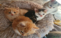 Mixed Breed cats for sale: 2 Fluffy Boys and 3 Gorgeous Girls READY NOW - Image 14