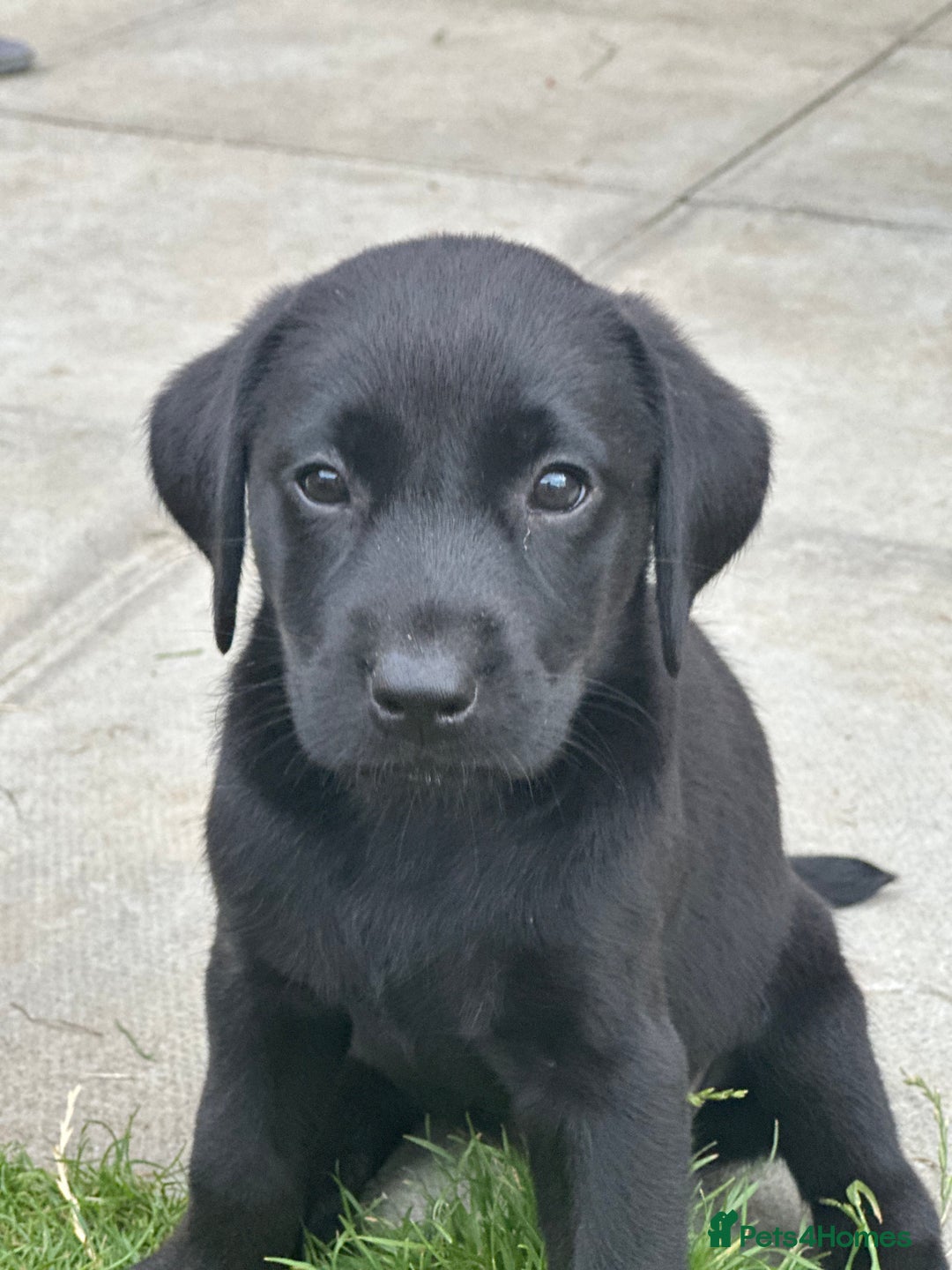 Labrador Retriever dogs for sale: 2beautiful black puppiesAVAILABLE READY to leave. - Image 4
