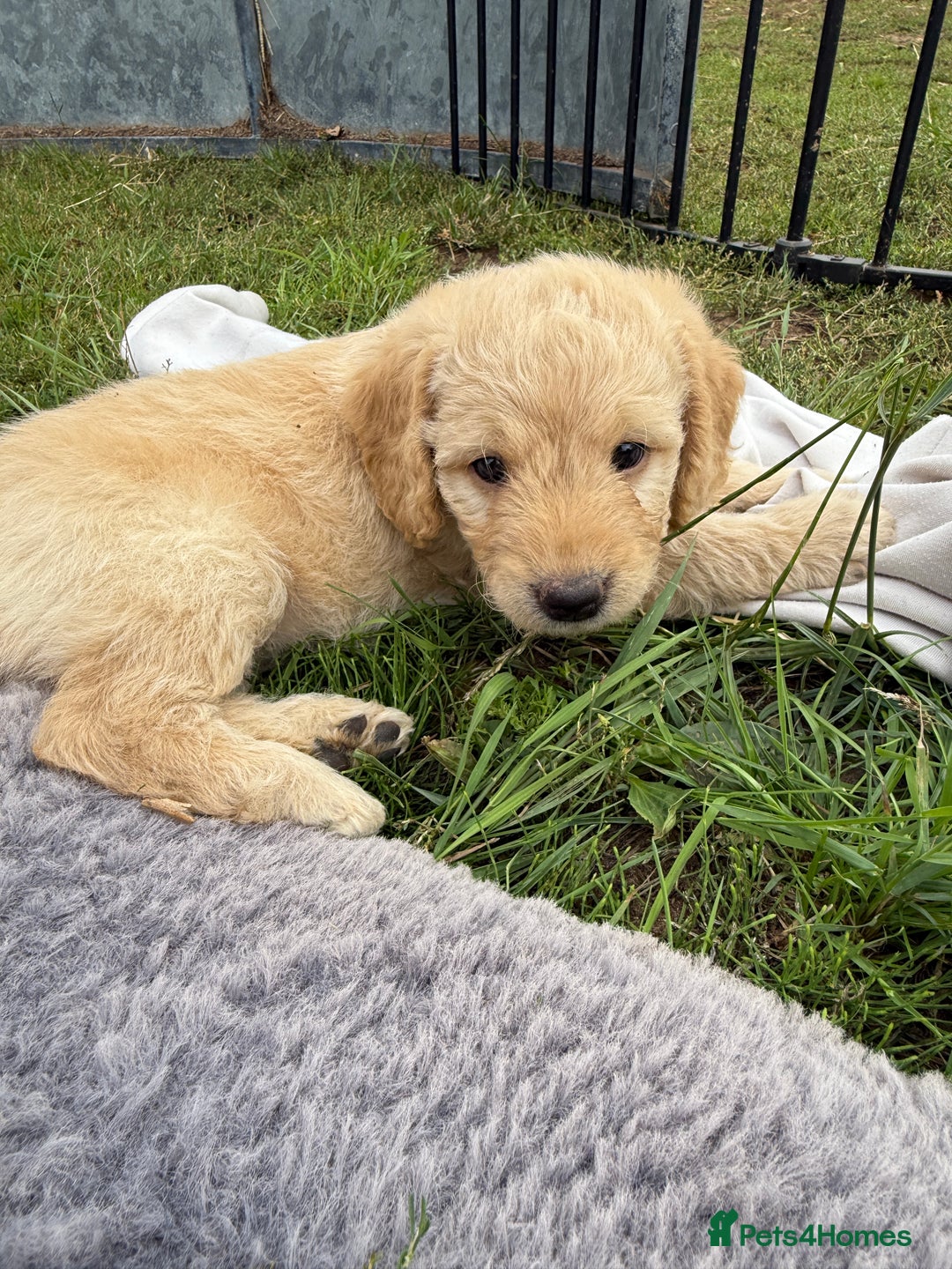 Labradoodle dogs for sale: Health tested chunky and fluffy labradoodles  - Image 5