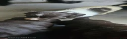Sprocker dogs for sale: Stunning little boy - Advert 7