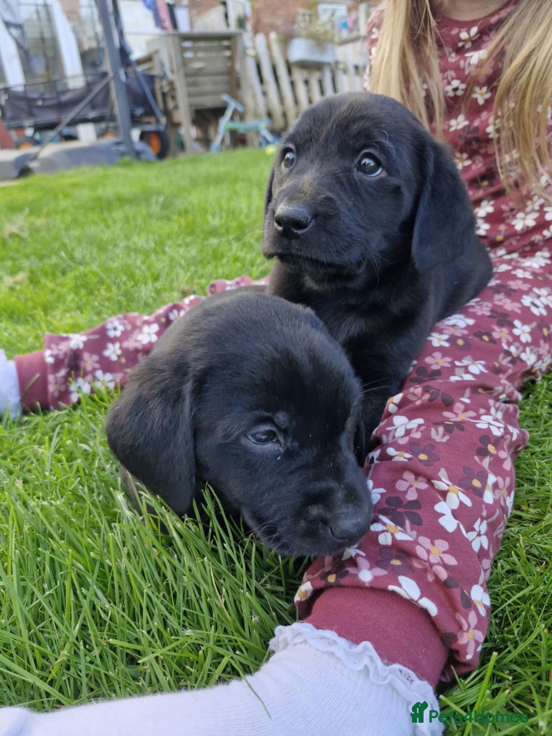 Labrador Retriever dogs for sale: Labrador pups - Image 5