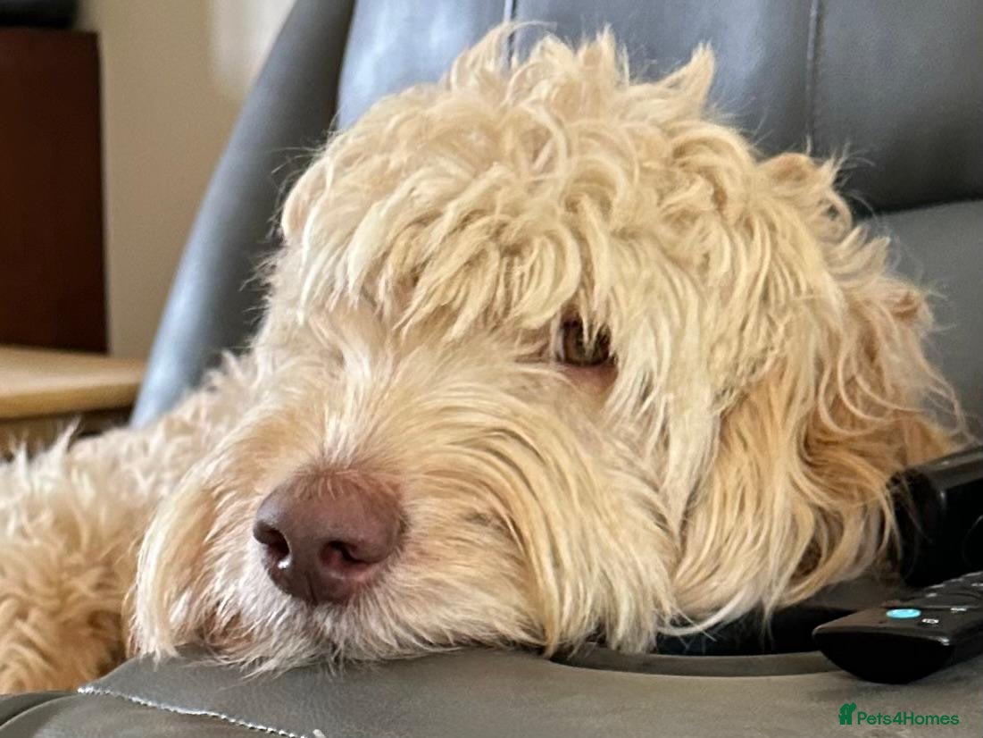 Double Doodle dogs Stunning Standard F3 Labradoodles  - Advert 2