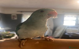 Ringnecks birds for sale: Gorgeous Male HandReared Blue Indian Ringneck £550 - Image 3