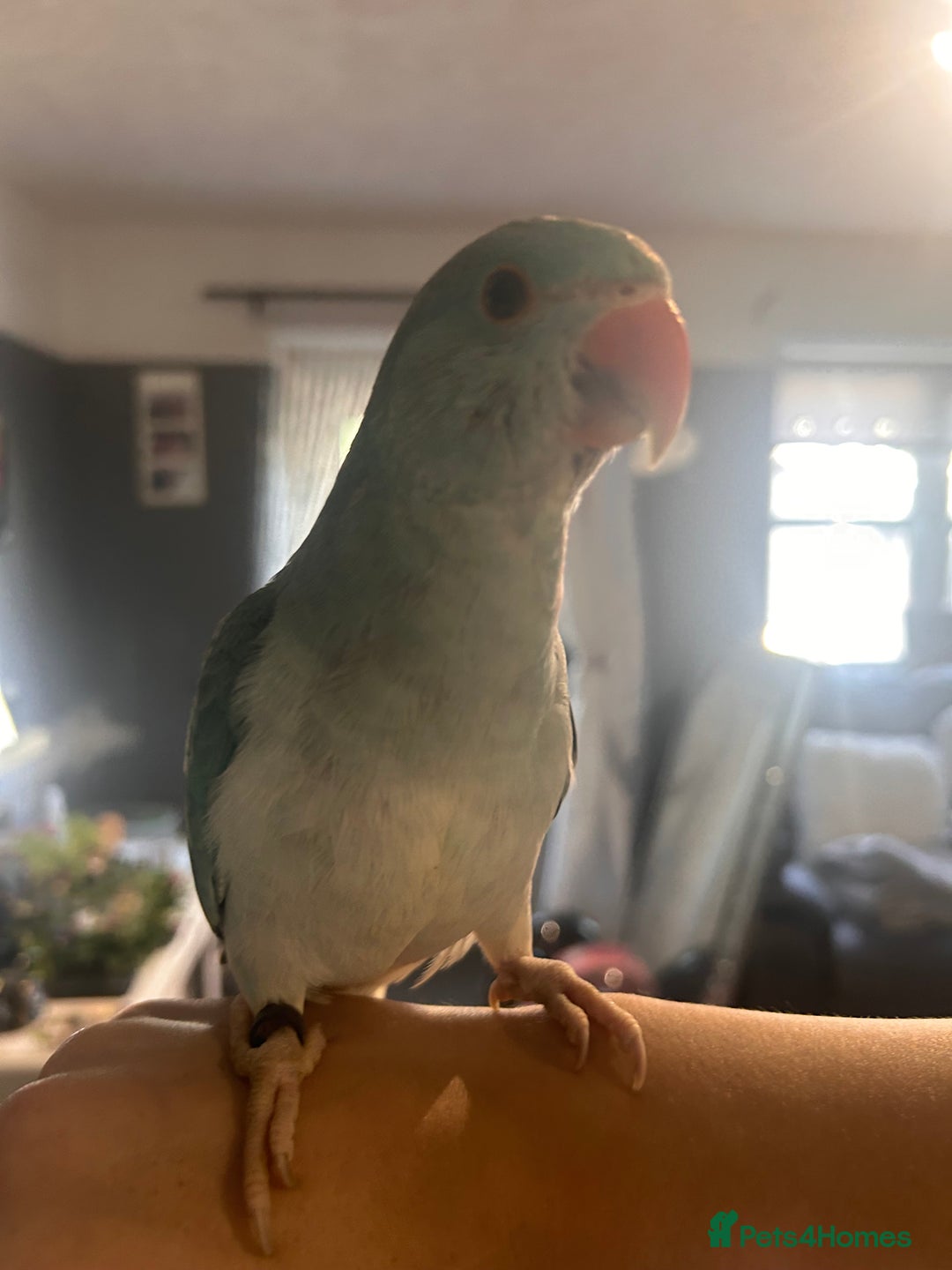 Ringnecks birds for sale: Gorgeous Male HandReared Blue Indian Ringneck £550 - Image 3