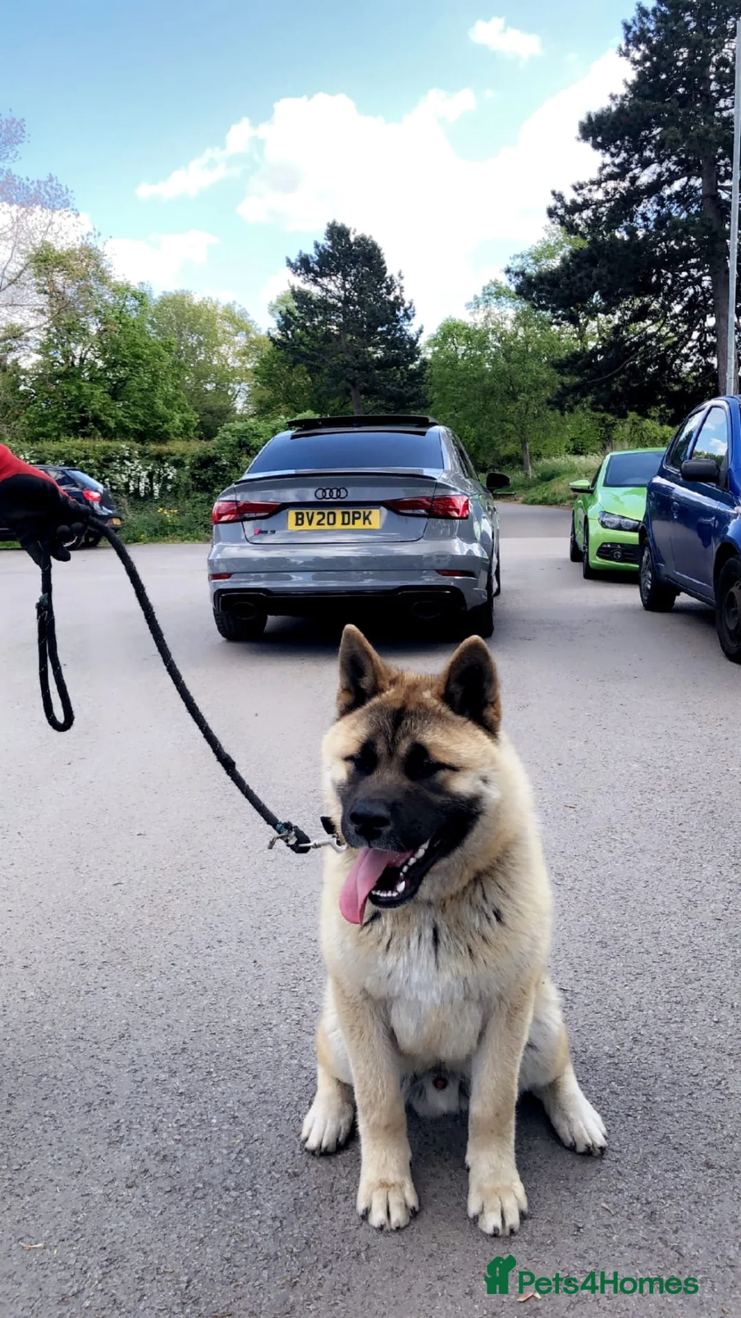Japanese Akita Inu dogs for sale: Strong Mix Breed Akita Looking For New Home - Advert 4