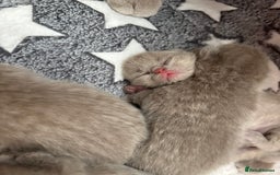 British Shorthair cats for sale: GCCF British Shorthair Kittens – Champion Lines - Image 12