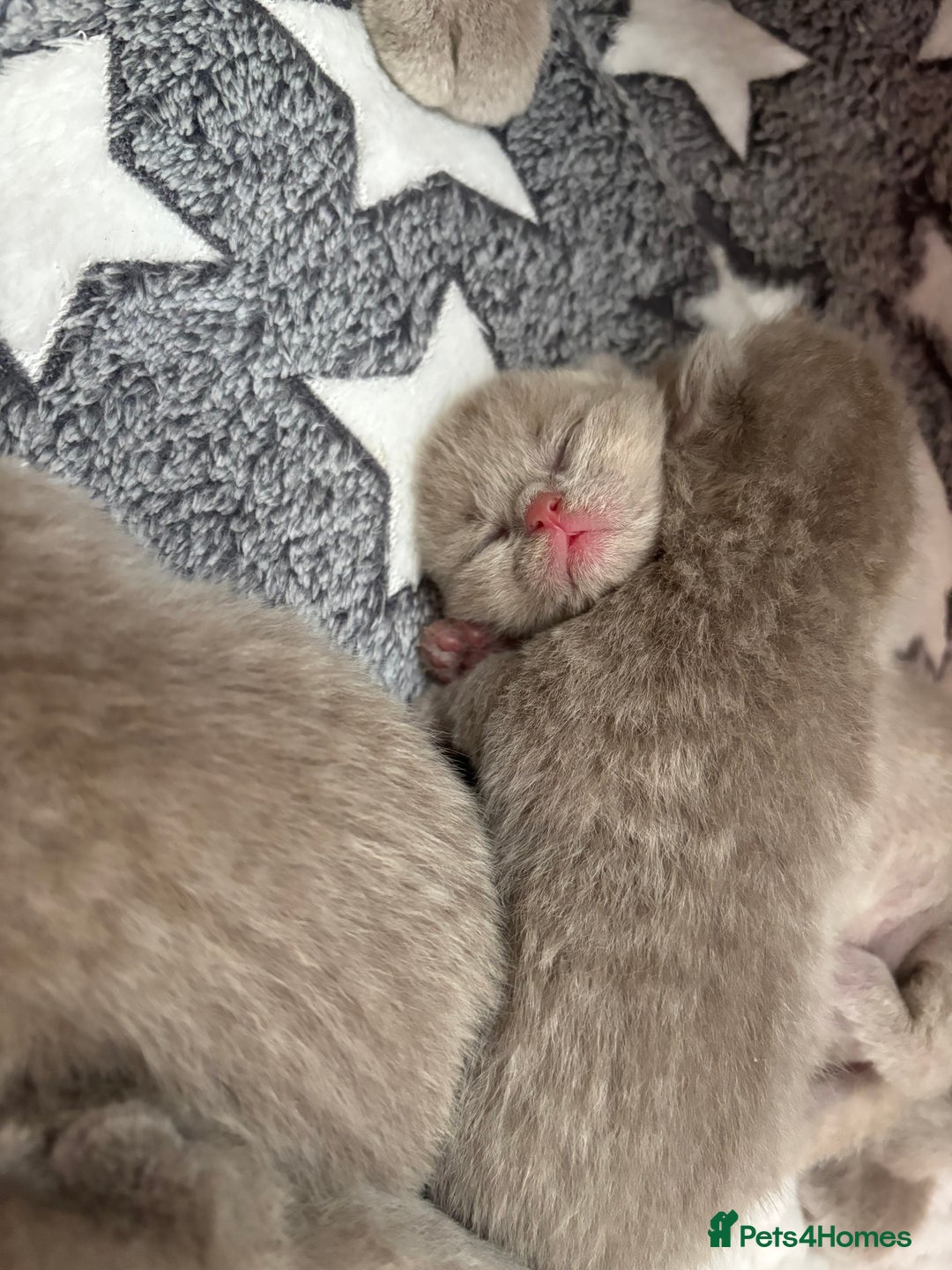 British Shorthair cats for sale: GCCF British Shorthair Kittens – Champion Lines - Image 12