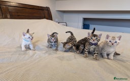 Bengal cats for sale: 🖤🤎 Gorgeous Bengal Kittens 🤎🖤 - Image 31