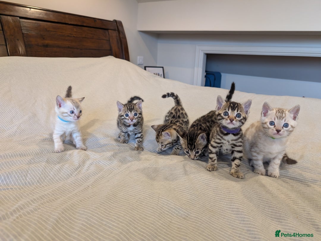 Bengal cats for sale: 🖤🤎 Gorgeous Bengal Kittens 🤎🖤 - Image 31