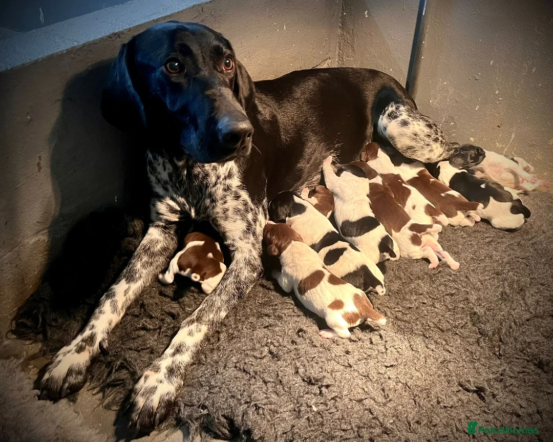 German Shorthaired Pointer dogs for sale: Gorgeous Green Short Haired Pups - Serbian Blood - Advert 24