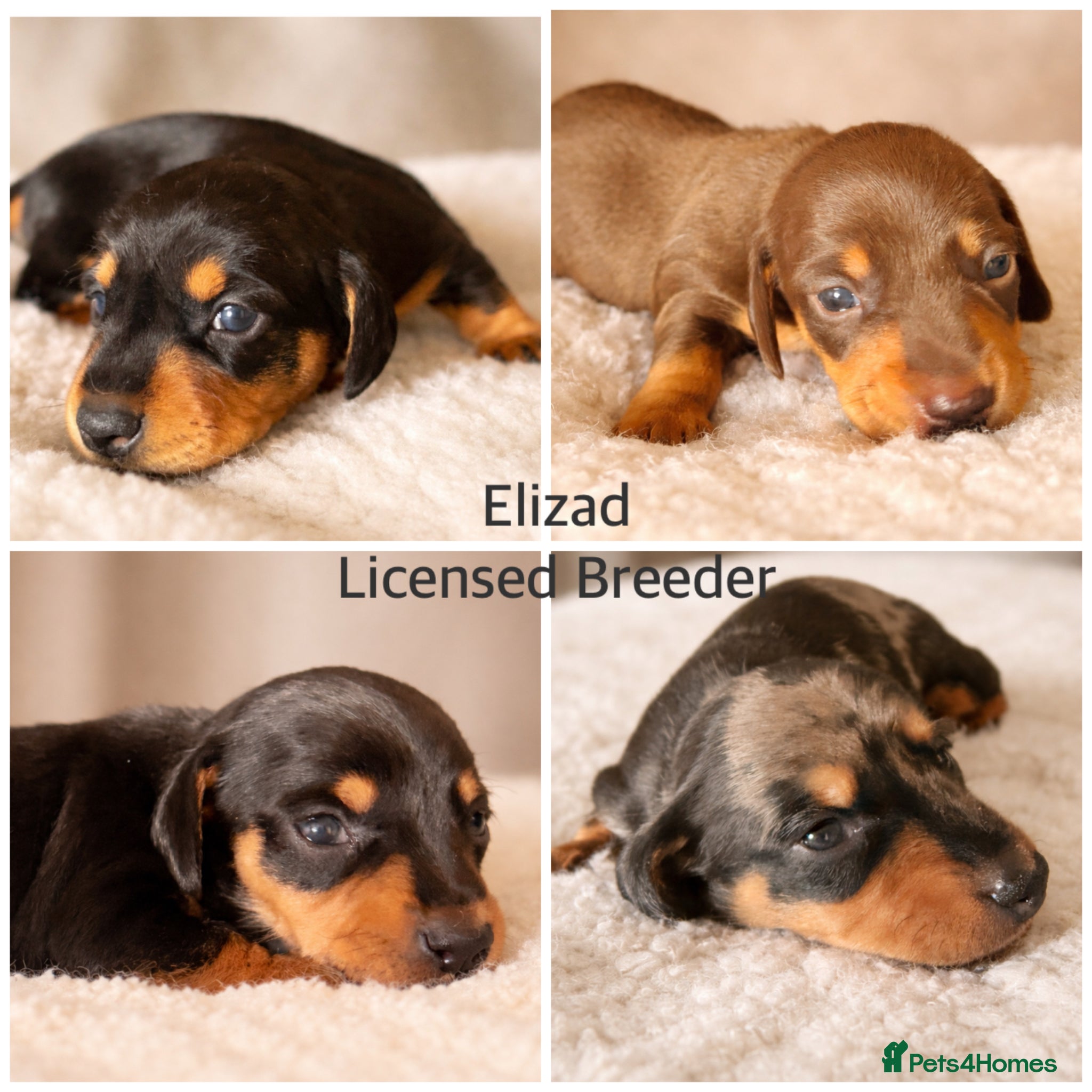 Miniature Dachshund dogs Licensed. Min smooth, kc/health tested ready 25/5  - Advert 16