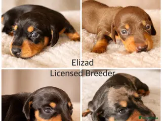 Miniature Dachshund dogs Licensed. Min smooth, kc/health tested ready 25/5 - Advert 16