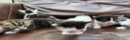 Mixed Breed cats for sale: 4 black and white kittens for sale  - Advert 10