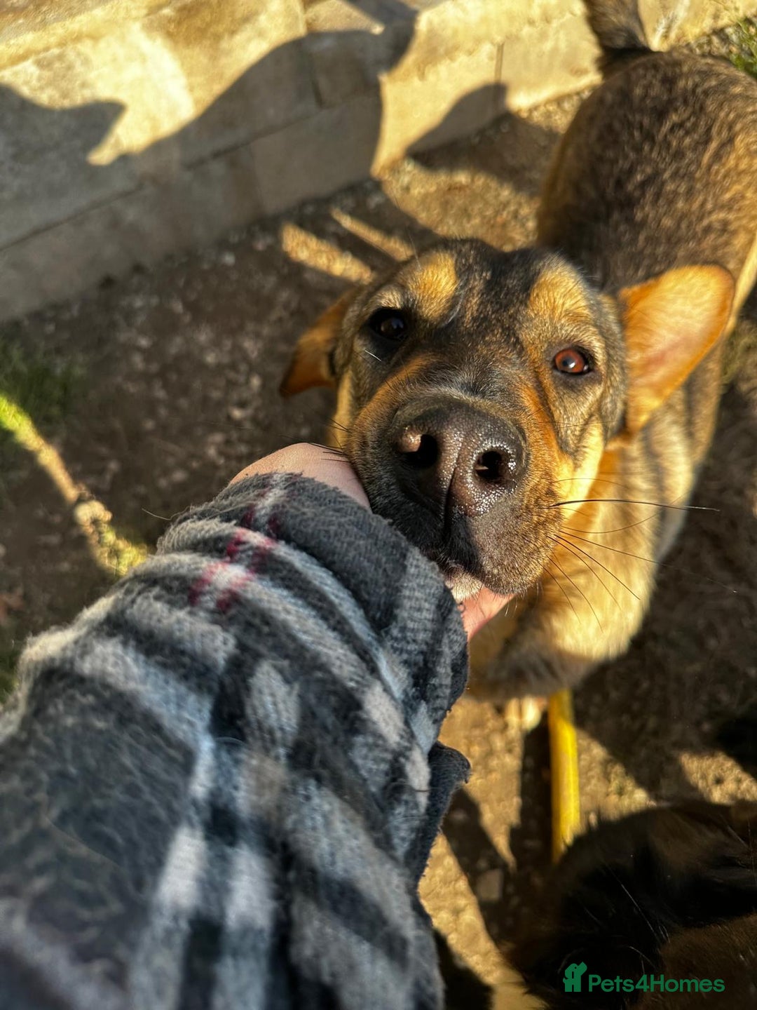 Mixed Breed dogs for adoption: Lizzie is looking for a dog sibling!  - Advert 6